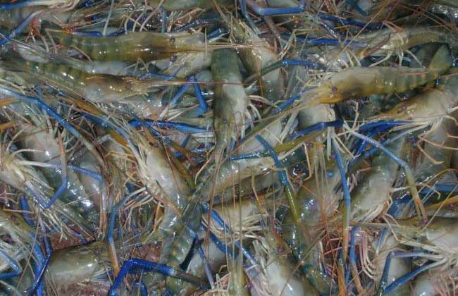 淡水虾高效养殖技术