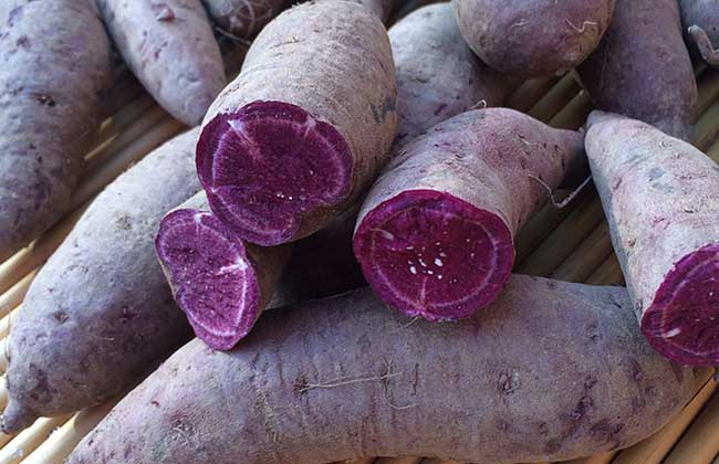 紫薯发芽