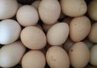 孔雀蛋价格多少钱一个？