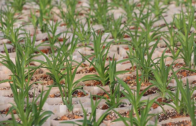 黄花菜种苗价格及种植方法