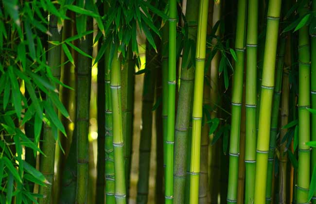 家里养竹子有什么讲究？