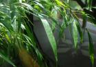 竹子怎么养才能更旺盛？