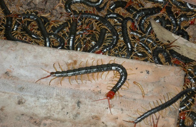 蜈蚣养殖常见疾病与防治方法