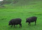 黑猪肉多少钱一斤