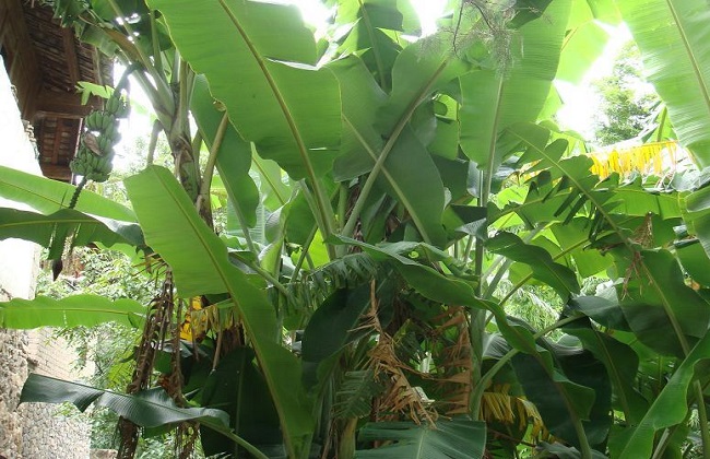 芭蕉树3