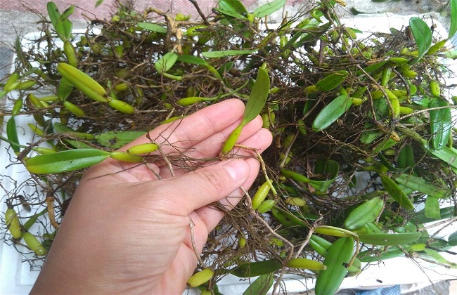 石串莲的功效与作用及养殖方法