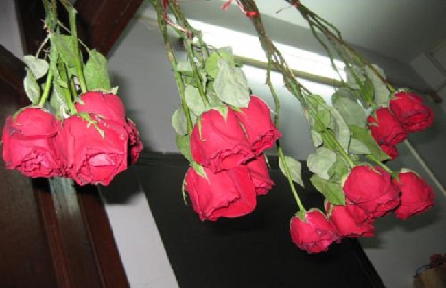 玫瑰干花制作方法