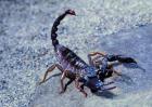 养殖蝎子的九个技巧