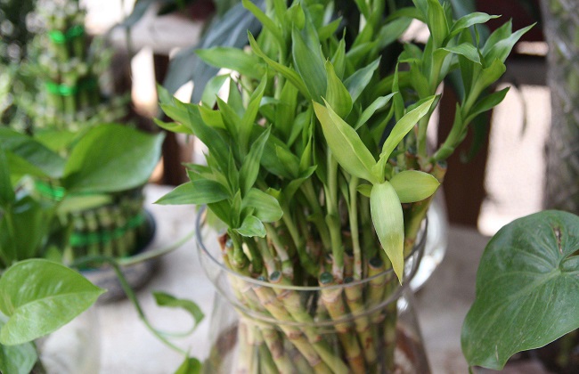 水培富贵竹的养殖方法