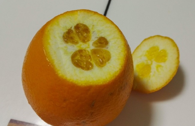 橙子皮的功效与作用以及禁忌