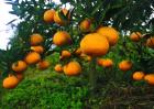 柑橘裂皮病如何防治