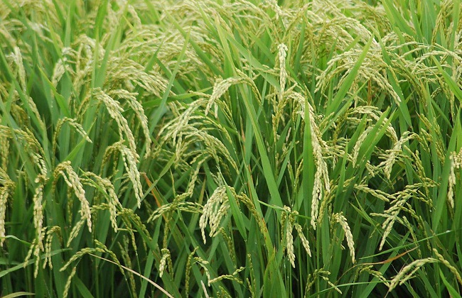 水稻种植的常见病害及防治方法