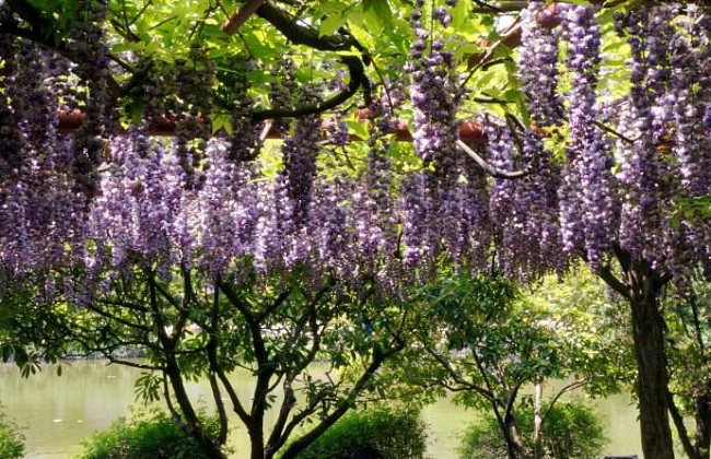 紫藤花的种植方法和移栽