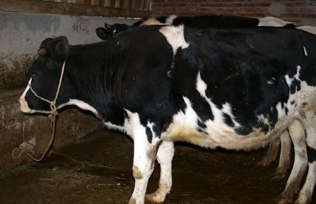 奶牛的腐蹄病要怎么防治