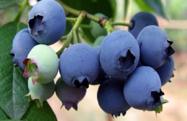 蓝莓4