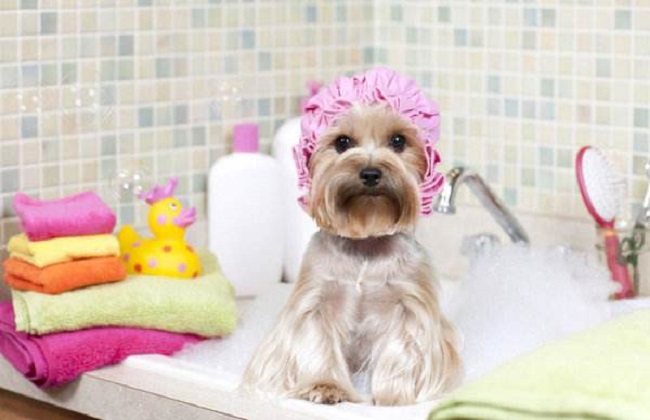 怎么给狗狗洗澡最好