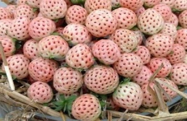 菠萝莓1