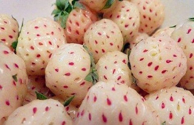 菠萝莓3