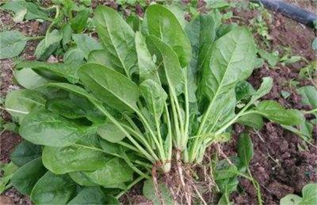 菠菜的种植时间和方法
