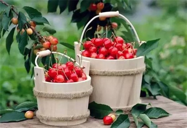 樱桃的盆栽种植方法
