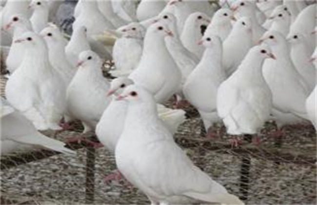 肉鸽养殖成本和利润