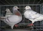 肉鸽养殖的成本和利润