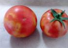 西红柿转色不均匀的原因和解决方法