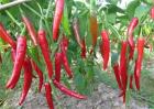 辣椒的种植方法和时间