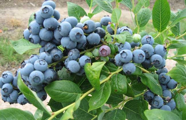 蓝莓怎么种植