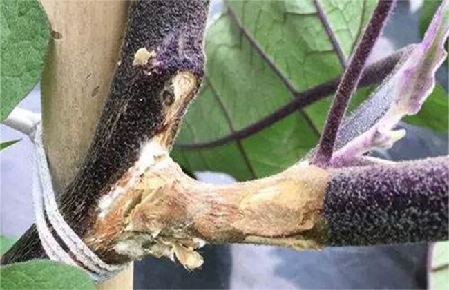 茄子常见病虫害与防治方法