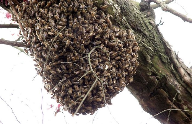 野蜜蜂怎么引诱回家养