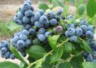 蓝莓怎么种植