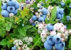 2018年蓝莓价格及种植前景