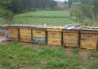 2018蜜蜂养殖前景和养殖成本利润分析