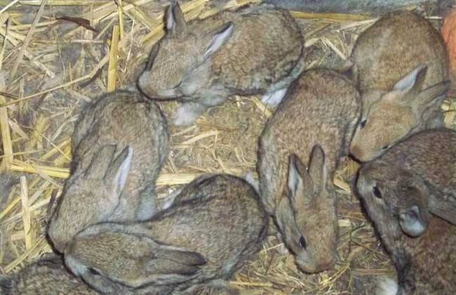 野兔养殖的成本和利润