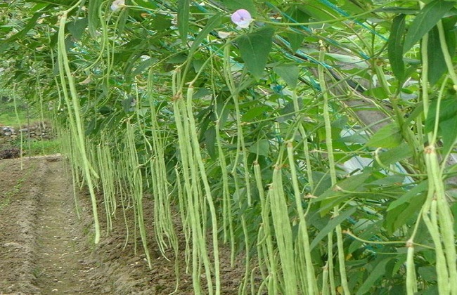 豆角种植的时间与方法