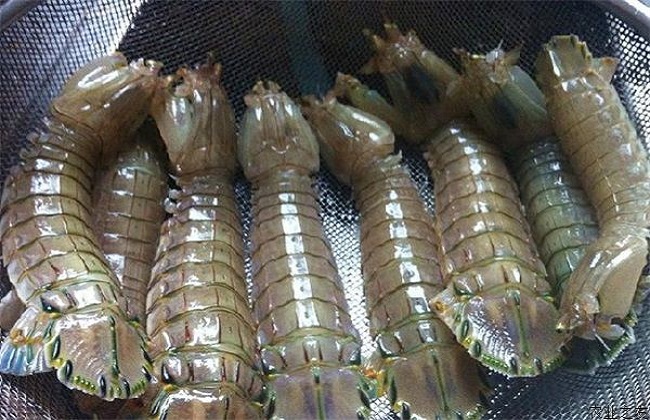 皮皮虾高产养殖技术