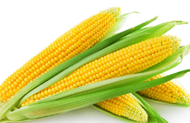 玉米收割的时间与方法