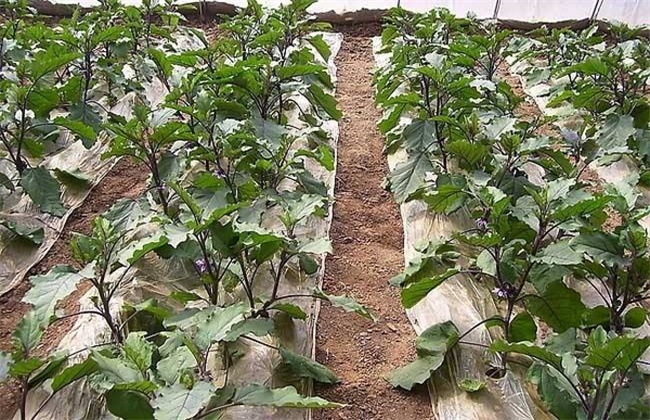 茄子的种植时间和方法