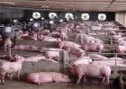 养20头猪一年赚多少钱