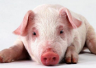 降低养猪成本的方法有哪些