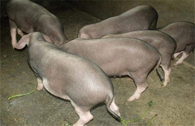 太湖猪养殖前景