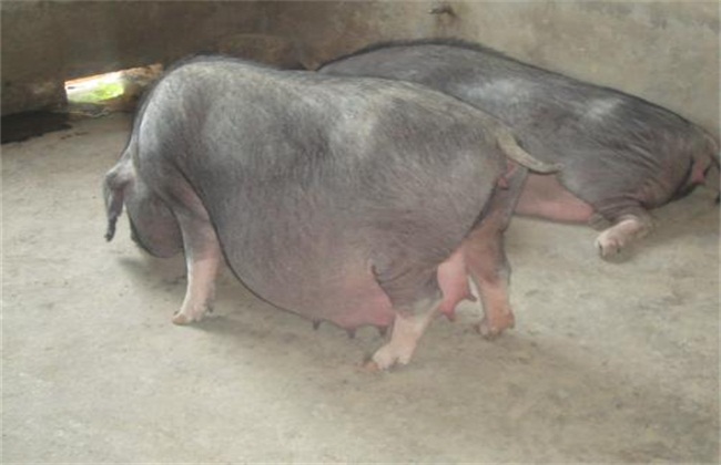 太湖猪2