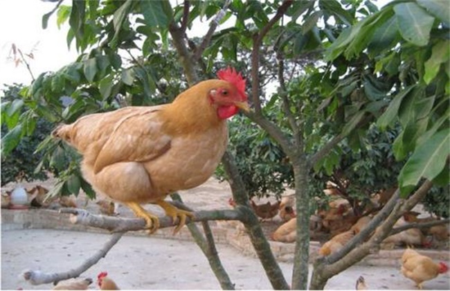 三黄鸡的养殖技术