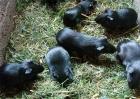黑豚养殖的成本和利润分析