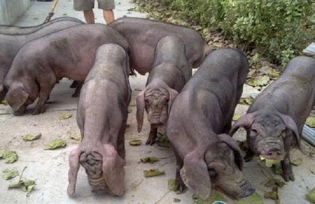 汉普夏猪与太湖杂交图片