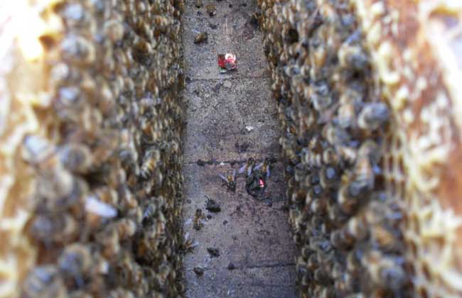 蜜蜂越冬的注意事项