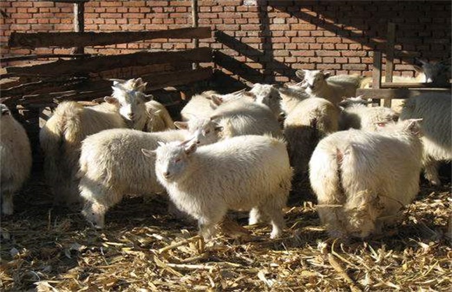 养羊避免近亲繁殖的方法