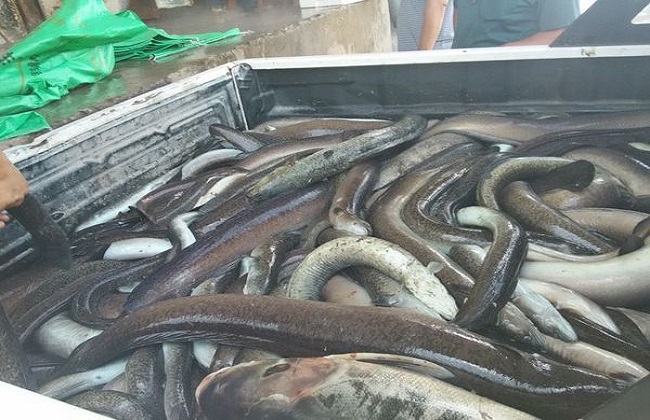 2018鳗鱼价格多少钱一斤及养殖前景