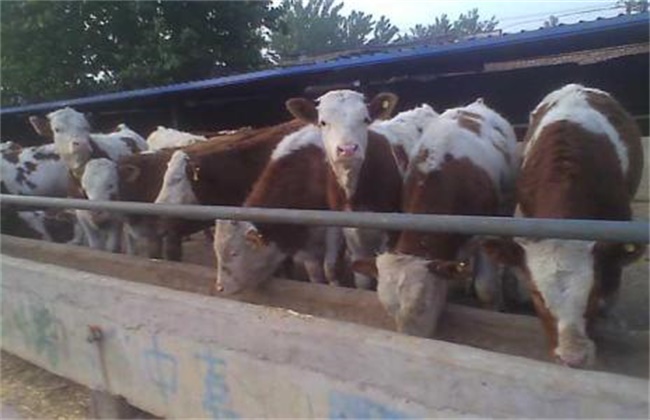 肉牛养殖的注意事项